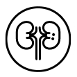 Graphic representation of a urinary system, symbolizing UroCare Specialist's focus on comprehensive urological care
